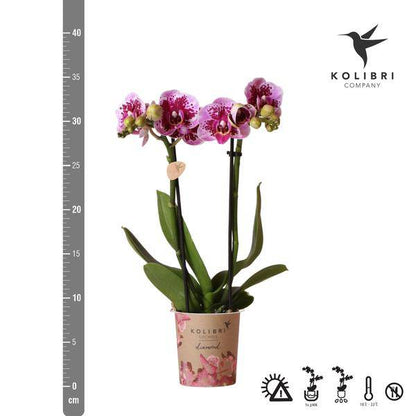 Kolibri Orchids | Rosa lilac Phalaenopsis Orchid - El Salvador - Topfgröße Ø9cm | blühende Zimmerpflanze - frisch vom Züchter - Oasis of Life