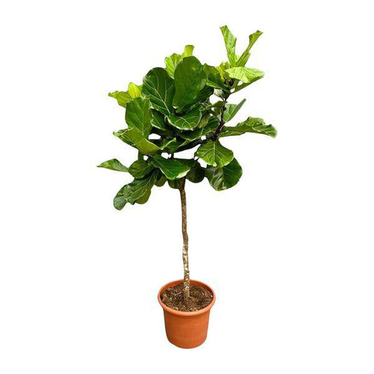 Geigen-Feige – Ficus Lyrata – Zimmerpflanze 210cm – Ø40cm – XXL-Designpflanze mit großen geigenförmigen Blättern – Exklusive Kübelpflanze für Wohnzimmer, Büro & Wintergarten – Pflegeleicht 