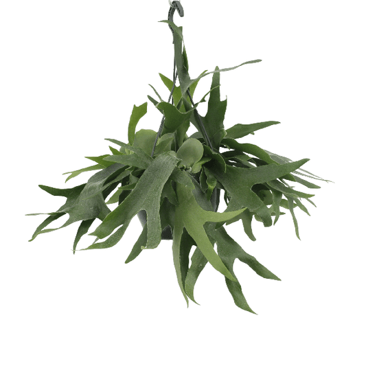 Platycerium Hirschhorn-Hang - Ø21cm - ↕50cm - Oasis of Life