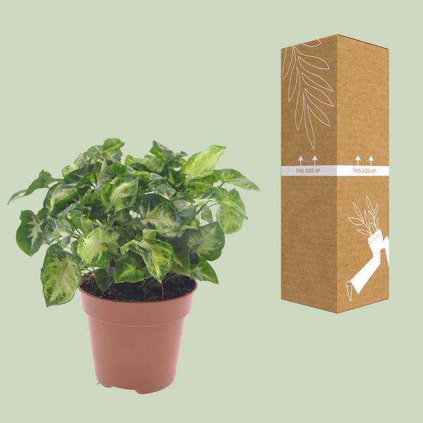 Purpurtute - Syngonium Pixie - Zimmerpflanze - Ø12cm - ↕20cm