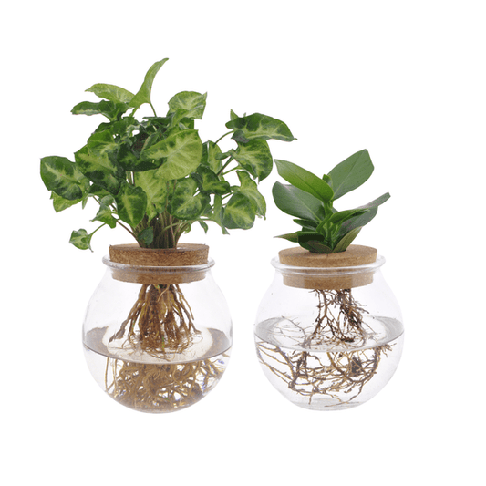 Clusia & Syngonium Pflanzenset im Kugelglas – Hydroponie Zimmerpflanzen – 2 Pflanzen – Ø12cm – Höhe ca. 30cm – moderne Glasdeko mit Grünpflanzen für Wohnzimmer, Büro & Geschenkideen 