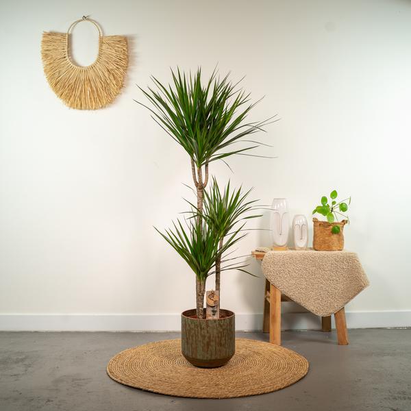 Dracaena Marginata - Ø21cm - ↕120cm - Oasis of Life