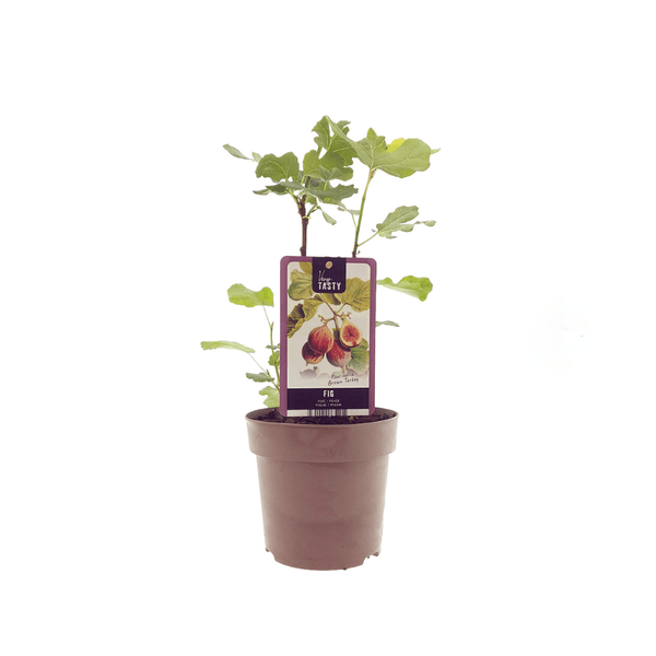 Ficus Brown Turkey – Feigenbaum – Ø15cm – ↕40cm – Tropische Zimmerpflanze mit großen, glänzenden Blättern – Pflegeleicht & dekorativ – Für Innenräume & warme Außenbereiche