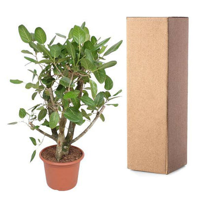 Banyan-Feige - Ficus Benghalensis - Zimmerpflanze - 140cm - ø40cm