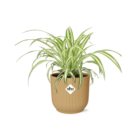 Grünlilie - Chlorophytum Comosum Variegatum - Zimmerpflanze + Topf Vibes Fold 14cm Gelb