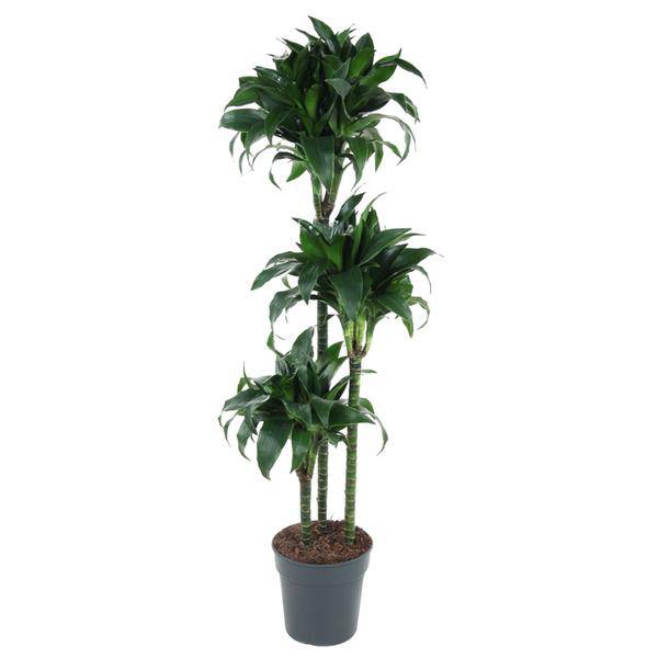 Drachenbaum - Dracaena Tatuade - Zimmerpflanze - 140cm - ø24cm