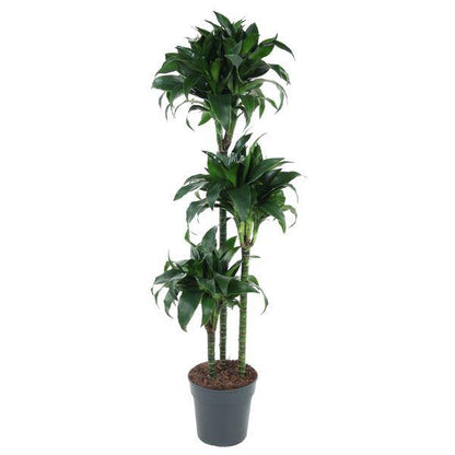 Drachenbaum - Dracaena Tatuade - Zimmerpflanze - 140cm - ø24cm