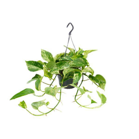 Epipremnum Marmorkönigin - Scindapsus - Ø15cm - ↕25cm - Ø15 - ↨25cm - Oasis of Life