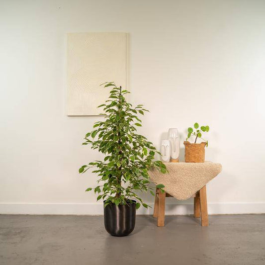 Ficus benjamina 'Golden King' – Zimmerpflanze ca. 95cm hoch Ø21cm – Mit Übertopf Mayk Blei – Luftreinigende Birken-Feige mit panaschierten Blättern 