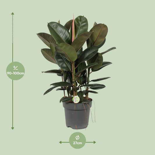 Feigenbaum - Ficus Robusta - Zimmerpflanze - Ø27cm - ↕90cm 
