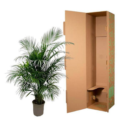 Goldfruchtpalme – Dypsis Lutescens – Areca-Palme – Zimmerpflanze 150cm – Ø24cm – Tropische Grünpflanze mit eleganten Wedeln – Exklusive Kübelpflanze für Wohnzimmer, Büro & Balkon – Pflegeleicht 