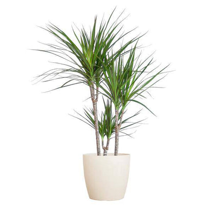 Dracaena Marginata – Drachenbaum – Zimmerpflanze – ca. 95cm hoch – Ø21cm – inkl. nachhaltigem Viber Übertopf Weiß – pflegeleichte tropische Grünpflanze 