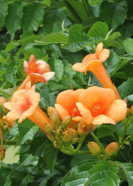 Klettertrompete - Campsis 'Indian Summer' - ↨65cm - Ø15cm - 2 Stück 
