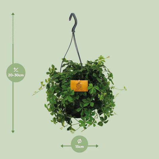Parthenocissus Striatha Hängen - Ø15cm - ↕15cm - Oasis of Life