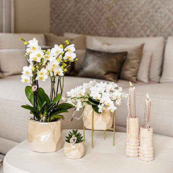 Kombi-Angebot Perlen Travertin Töpfe – 3er-Set Ø6/9/12 cm – stilvolle Keramik-Pflanzgefäße für Orchideen, Sukkulenten & Zimmerpflanzen 