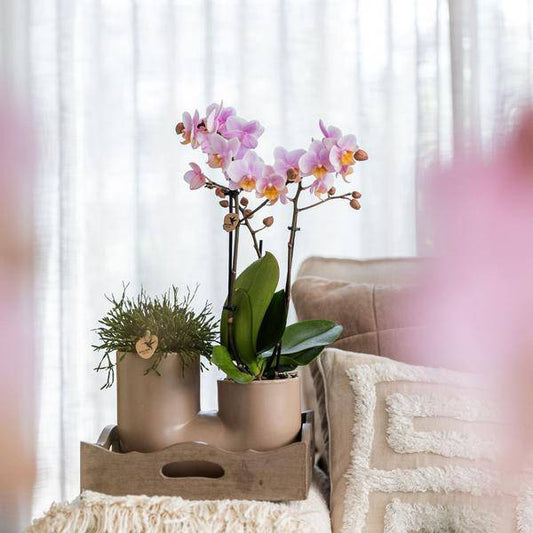 Set aus Rosa Orchidee Andorra und Sukkulente im Sandfarbenen Tube-Dekotopf - Topfgröße Ø9cm | Blühende Zimmerpflanze - Frisch vom Züchter - Oasis of Life