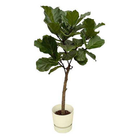 Ficus Lyrata - Geigen-Feige - Zimmerpflanze - ↨160 cm - Ø30cm + Topf Greenville Weiß 