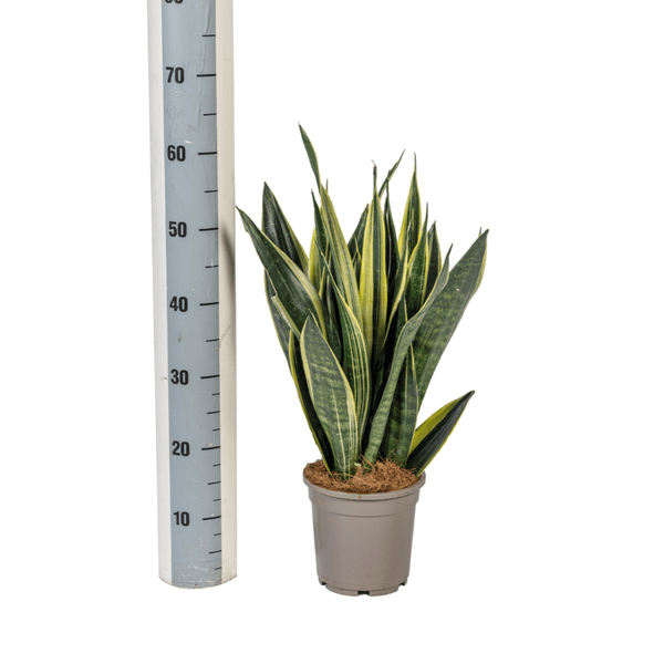 Sansevieria Trifasciata Kanarienvogel Ø17cm - ↕50-55cm - Oasis of Life