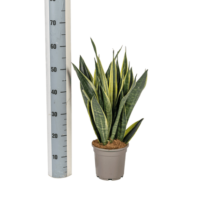 Sansevieria Trifasciata Kanarienvogel Ø17cm - ↕50-55cm - Oasis of Life