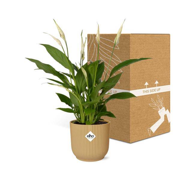 Einblatt - Spathiphyllum Torelli - Zimmerpflanze - 12cm + Topf Vibes Fold 14cm Gelb