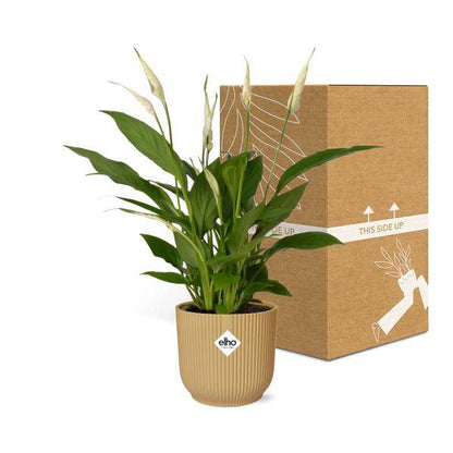 Einblatt - Spathiphyllum Torelli - Zimmerpflanze - 12cm + Topf Vibes Fold 14cm Gelb