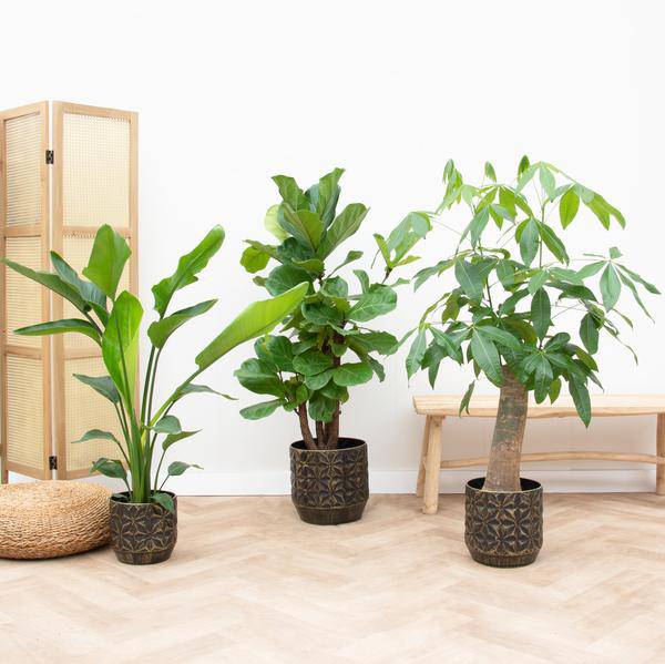 Kombi-Angebot - Strelitzia Nicolai 70 cm - Wout L 130 cm - Ficus Lyrata - 160cm - Baum-Strelitzie - Geigen-Feige