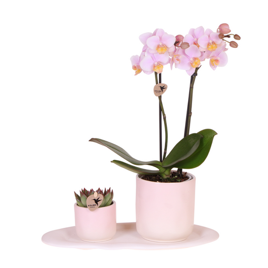 Rosa Phalaenopsis Orchidee Andorra und Sukkulente inkl. Keramik Topf + Tablett - Pflanzenset Valentine 'Gradience Pink' 