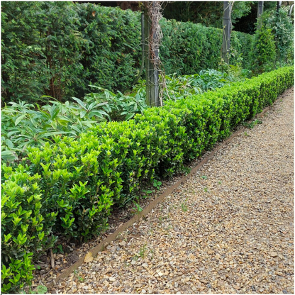 Euonymus 'Green Spire' – Japanischer Spindelstrauch – Immergrün – Ø7cm – ↨15cm – 72 Pflanzen – Buchsbaum-Ersatz für dichte Hecken bis 9m