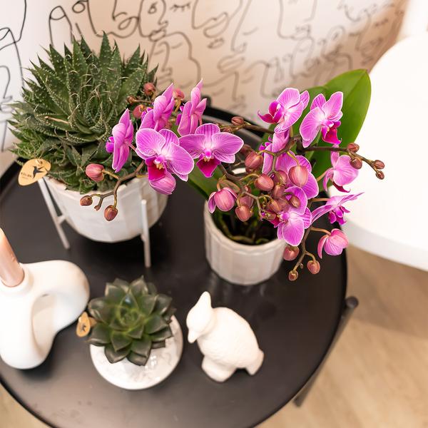 Kolibri Orchids | Lila/rosa Phalaenopsis Orchidee - Mineral Vienna - Topfgröße Ø9cm | blühende Zimmerpflanze - frisch vom Züchter - Oasis of Life