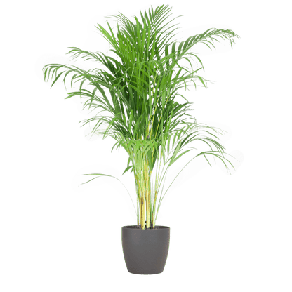 Areca-Palme Dypsis Goldfruchtpalme – Zimmerpflanze ↕100cm Ø21cm – Mit biologisch abbaubarem Viber-Topf Grau – Luftreinigende Tropenpflanze für Wohnzimmer & Büro 