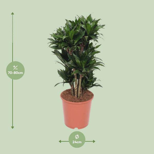Drachenbaum - Dracaena Compacta - Zimmerpflanze - Ø24cm - ↕80cm 