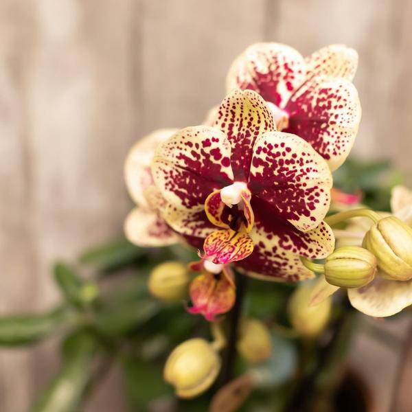 Phalaenopsis Orchideen Spanien Gelb-Rot - Topfgröße Ø9cm - Zimmerpflanze - 4 Stück