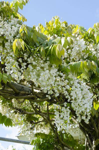 Weißer Blauregen - Wisteria floribunda 'Longissima Alba' - Weißer Regen - Ø15cm - ↕65cm 
