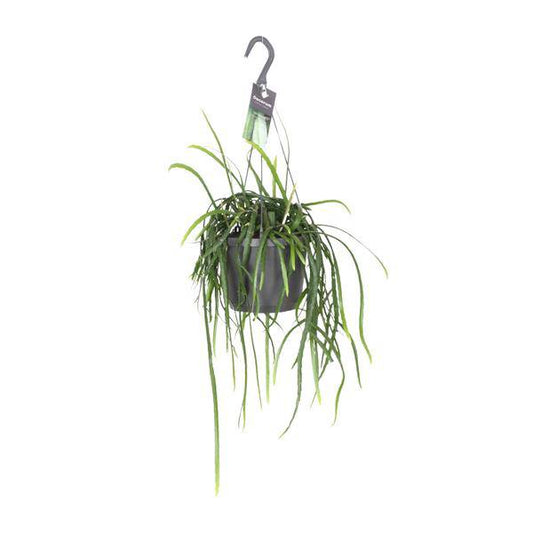 Blattkaktus - Lepisium Bolivianum - Zimmerpflanze - Ø17cm - ↕40cm 