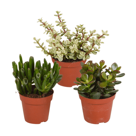 Dickblatt - Crassula - Mix - Zimmerpflanze - 8,5 cm - 3 Stück 