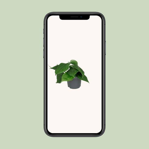 Philodendron Scandens - Ø12cm - ↕15cm - Oasis of Life