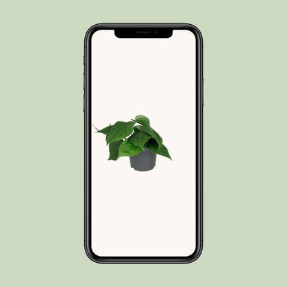 Philodendron Scandens - Ø12cm - ↕15cm - Oasis of Life
