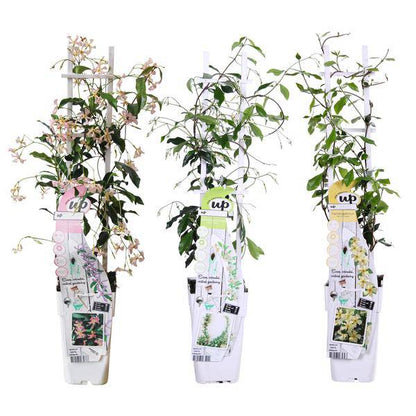 Sternjasmin Trachelospermum – Duftende Kletterpflanzen-Mischung – 3er-Set – ca. 65cm hoch im Ø15cm – Immergrün & winterhart – Für Garten, Terrasse & Balkon