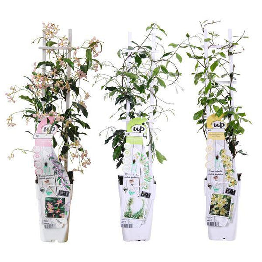 Sternjasmin Trachelospermum – Duftende Kletterpflanzen-Mischung – 3er-Set – ca. 65cm hoch im Ø15cm – Immergrün & winterhart – Für Garten, Terrasse & Balkon