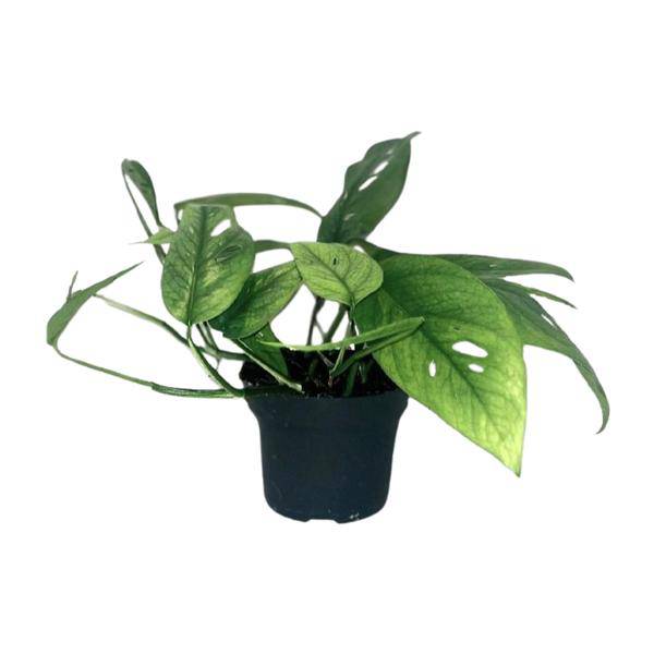 Efeutute - Epipremnum Cebu Blau - Zimmerpflanze - Ø12cm - ↕20cm