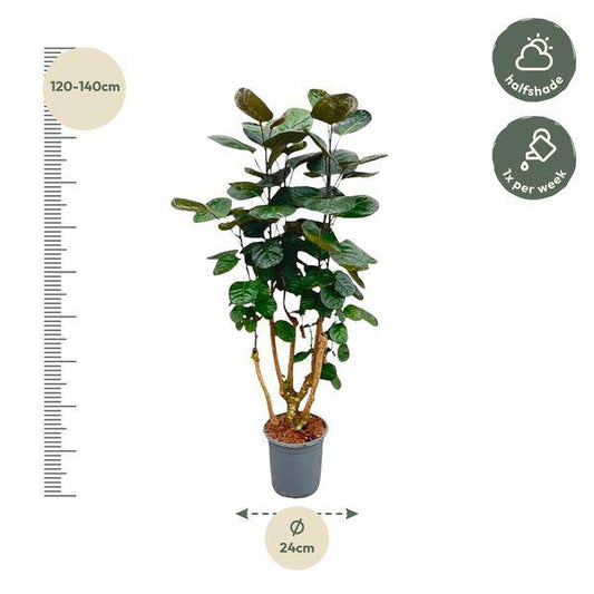 Fiederaralie – Polyscias Fabian – Zimmerpflanze – 130cm – Ø24cm – Elegante Grünpflanze mit runden Blättern – Pflegeleichte Pflanze für Wohnzimmer und Büro 