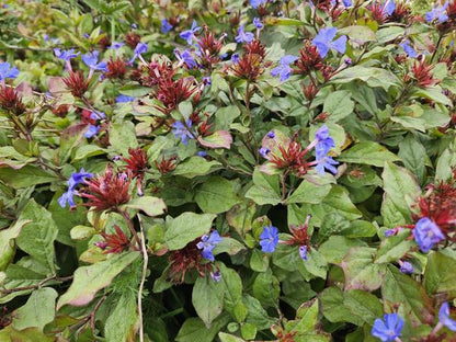 Kriechende Hornnarbe - Ceratostigma plumbaginoides - ↕10-25cm - Ø9cm - 6 Stück