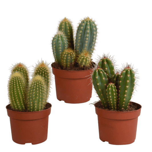 Kaktus - Cereus Mix - Zimmerpflanze - 10,5 cm - 3 Stück 