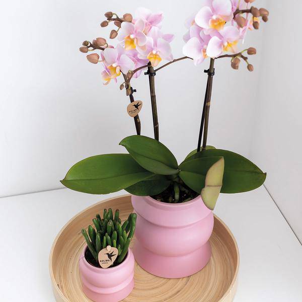 Kolibri Orchids | COMBI DEAL von 2 Rosa Phalaenopsis Orchideen - Andorra - Topfgröße Ø9cm | blühende Zimmerpflanze - frisch vom Züchter - Oasis of Life