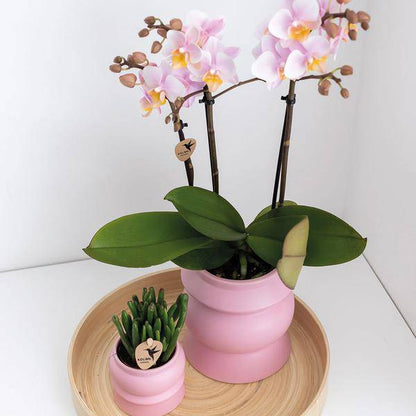 Kolibri Orchids | COMBI DEAL von 2 Rosa Phalaenopsis Orchideen - Andorra - Topfgröße Ø9cm | blühende Zimmerpflanze - frisch vom Züchter - Oasis of Life