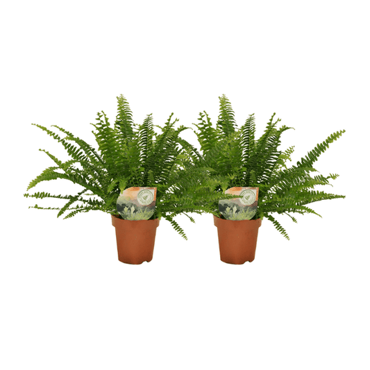 Nephrolepis Krausfarn – 2 Pflanzen – ca. 30cm hoch – Ø12cm – Zimmerpflanzen mit gefiederten Blättern – Pflegeleichte Farne für Wohnzimmer & Büro – Luftreinigende Grünpflanzen 