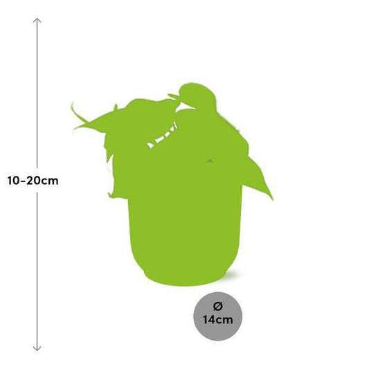Baumfreund – Philodendron Scandens – Zimmerpflanze mit Ziertopf Vibes Fold Gelb 14cm – Pflegeleichte Rankpflanze – Luftreinigende Kletterpflanze für Wohnzimmer & Büro 