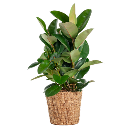 Ficus Elastica Robusta – Gummibaum – Zimmerpflanze – ca. 90 cm – Ø27 cm – In Pflanzkorb Torun – Pflegeleicht & dekorativ 