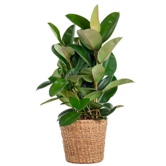 Ficus Elastica Robusta – Gummibaum – Zimmerpflanze – ca. 90 cm – Ø27 cm – In Pflanzkorb Torun – Pflegeleicht & dekorativ 