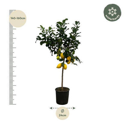 Zitronenbaum - Citrus Lemon - ↕150cm - Ø24cm